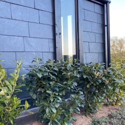 Spansk Facade Skifer 30 x 60